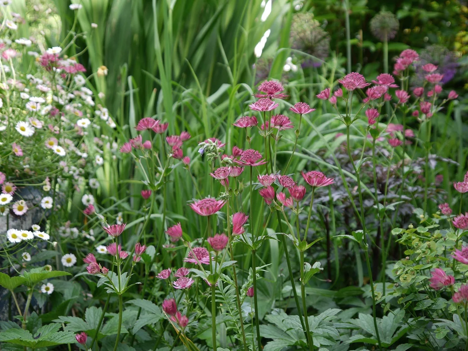 Rot blühende Sterndolde Astrantia Venice mit Spanischem Gänseblümchen Erigeron.