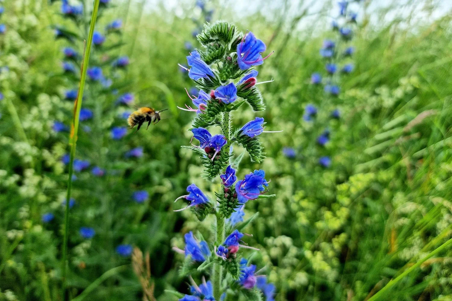 Biene fliegt zu blauen Blüten des Gewöhnlichen Natternkopf Echium vulgare.