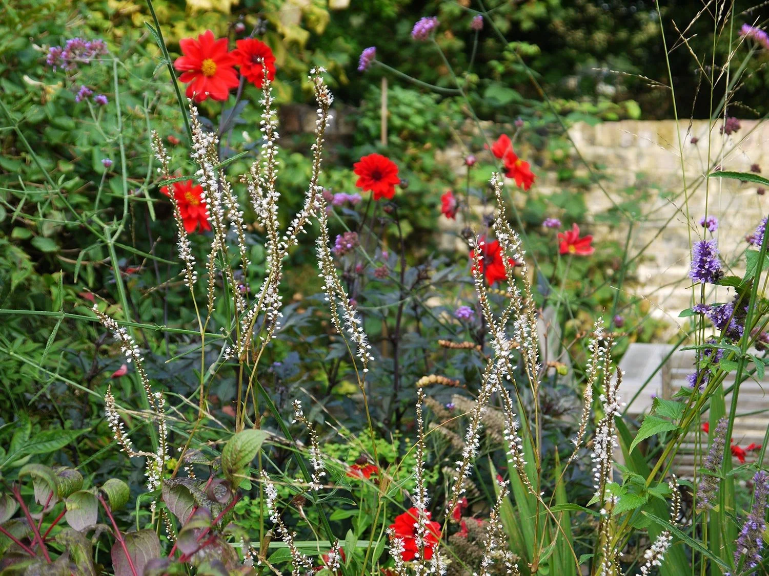 Rot blühende Dahlie mit weiß blühender Bistorta im Garten. 