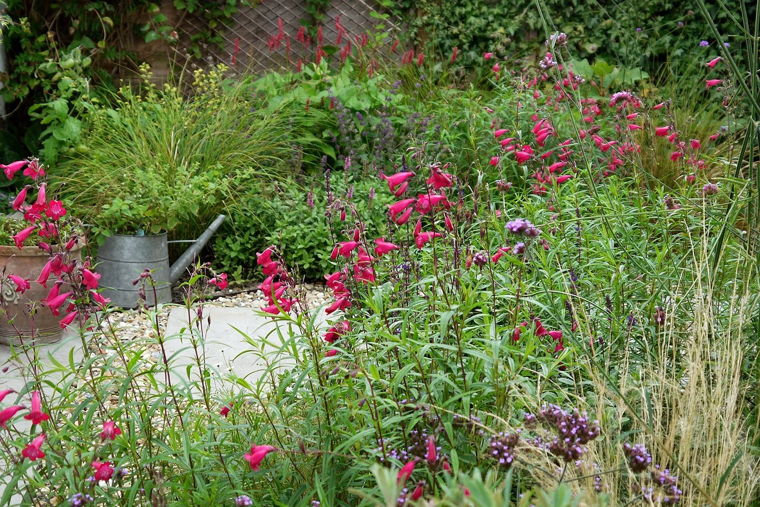 Kiesgarten mit rot blühendem Penstemon und rot blühender Persicaria.