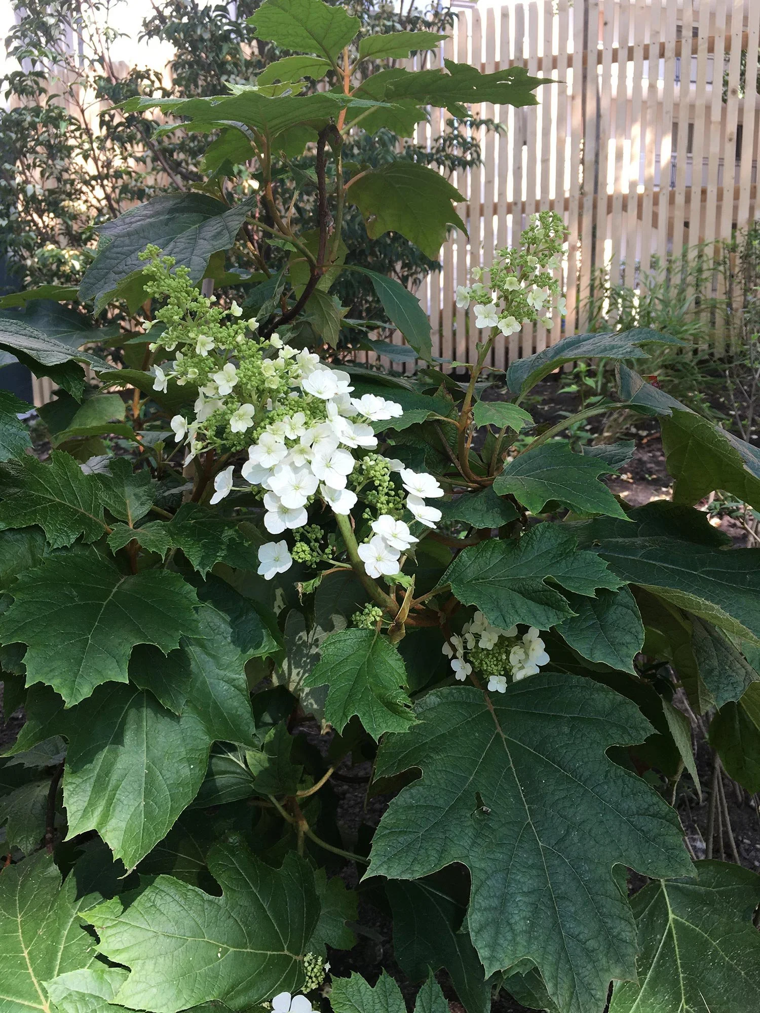 Weiße Blüte der Eichenblatt-Hortensie Hydrangea quercifolia im Garten mit einem Holzzaun im Hintergrund.