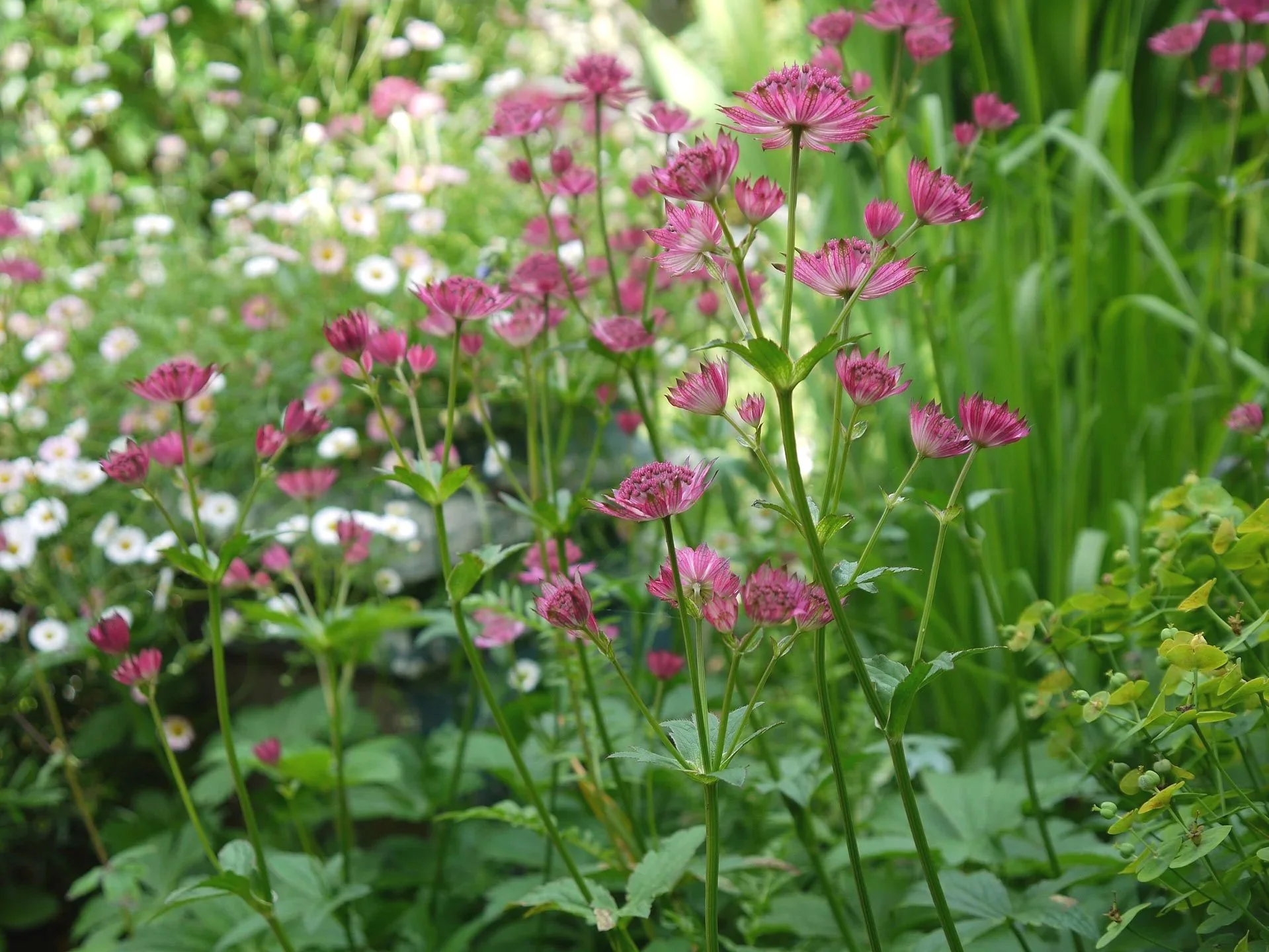 Bunte Blumen in einem Garten, hauptsächlich pink und weiß, mit grünem Laub und Gras im Hintergrund.