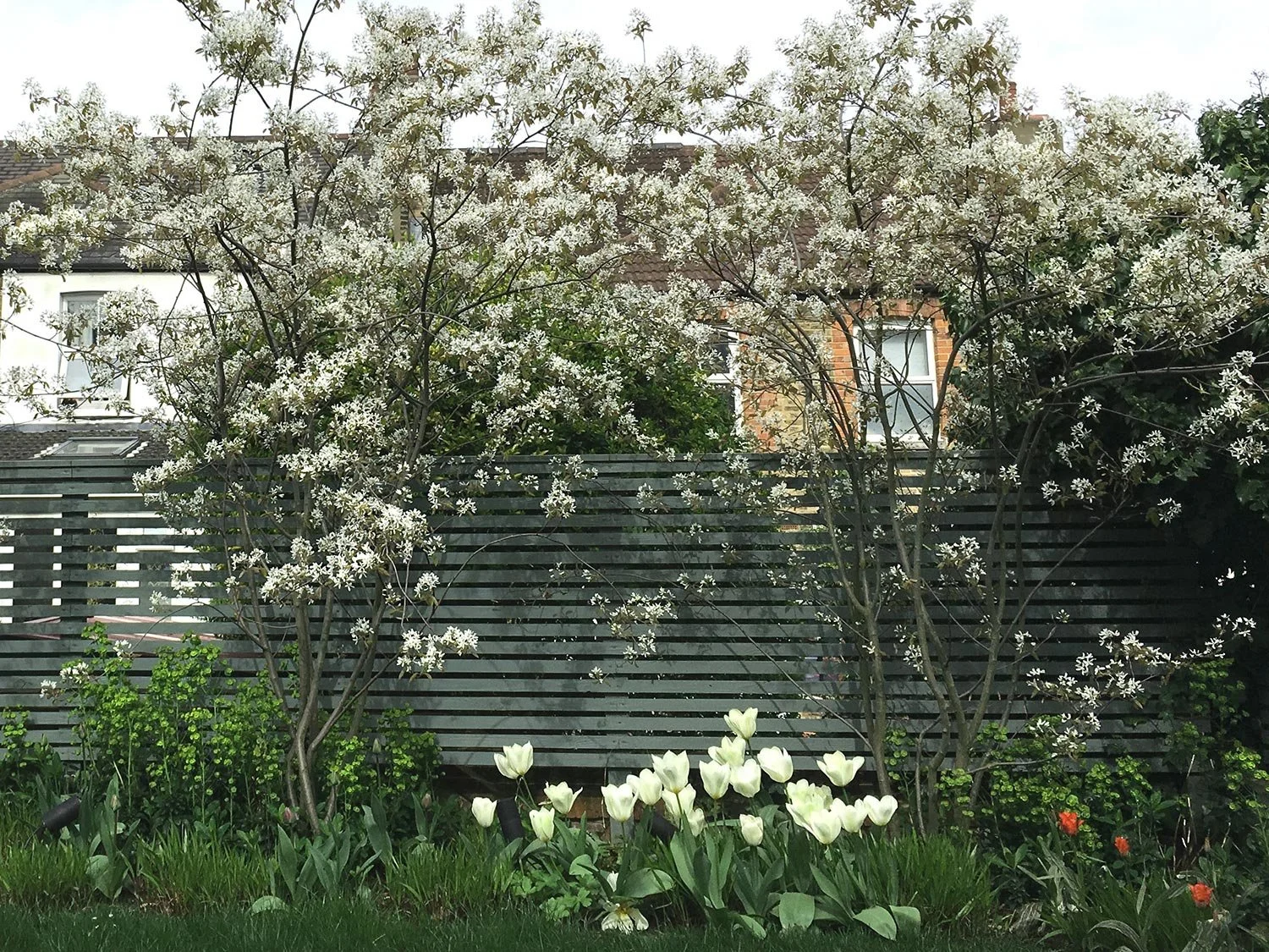 Blühende Felsenbirne Amelanchier lamarckii mit Tulpen vor einem Holzzaun als Sichtschutz im Garten. 