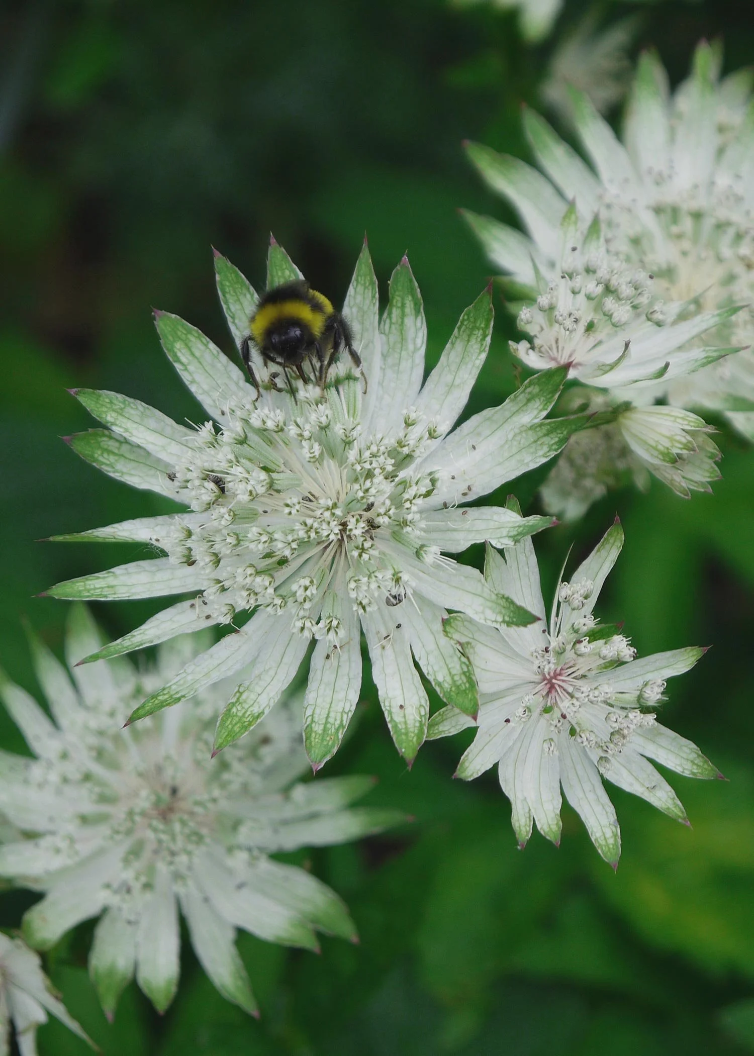 Eine Hummel auf den weißen Blüten einer Sterndolde Astrantia major.