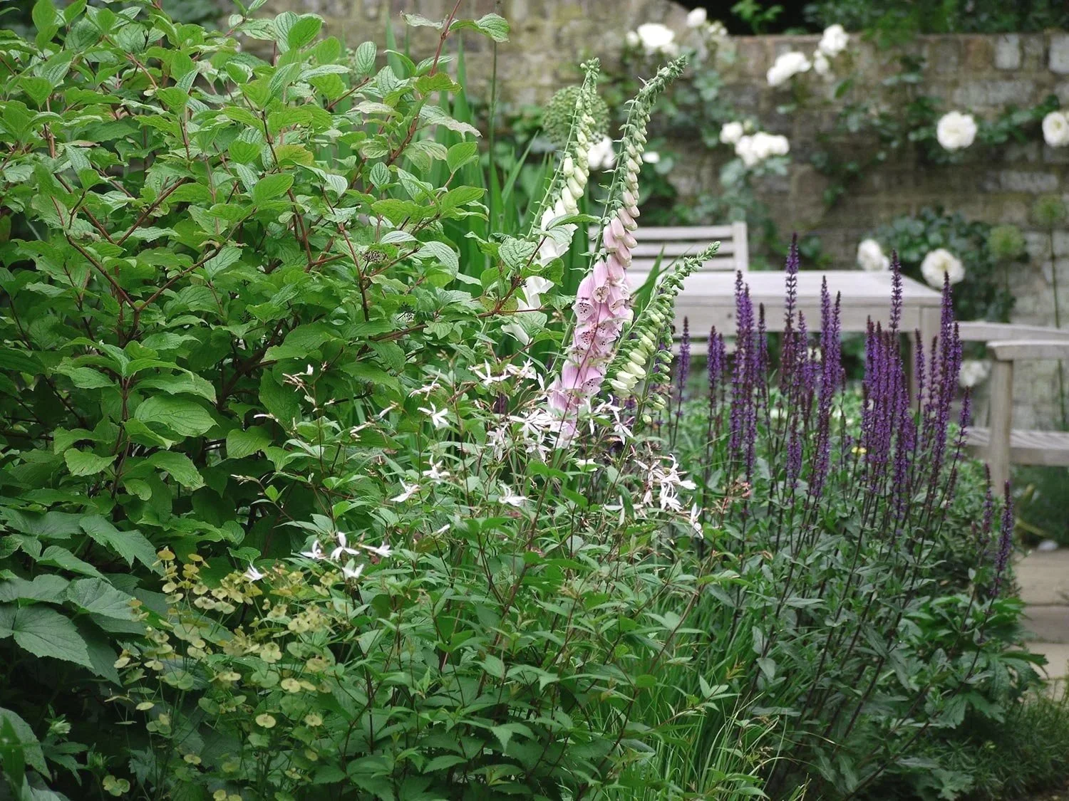 Ein Garten mit Salvia, Digitalis, Gillenia, einem Cornus Strauch und einer Terrasse vor einer Gartenmauer mit weiß blühender Kletterrose.
