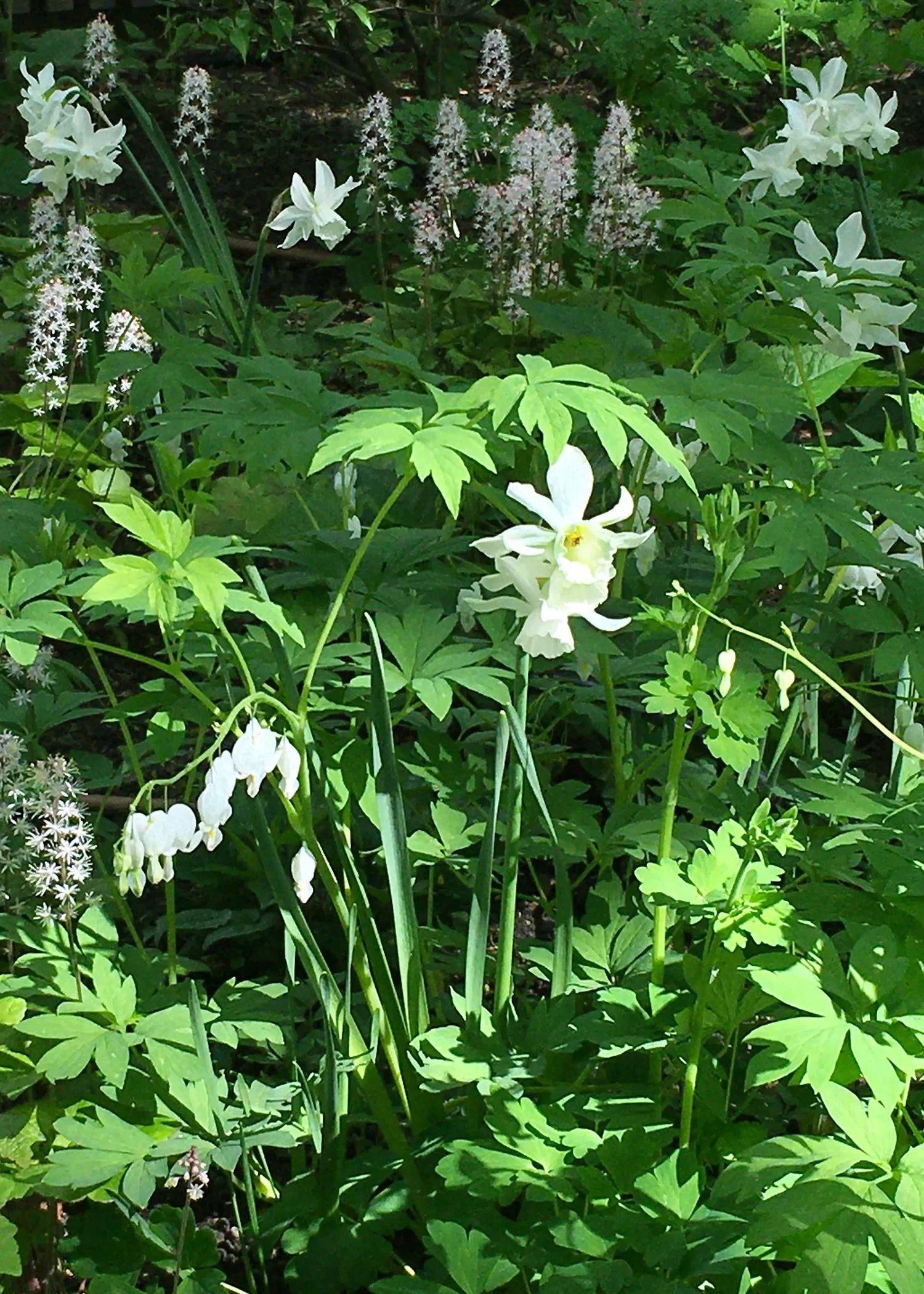 Weiße Frühlingsblüher mit Tränendem Herz, Narzissen und Schaumblüten im Garten.