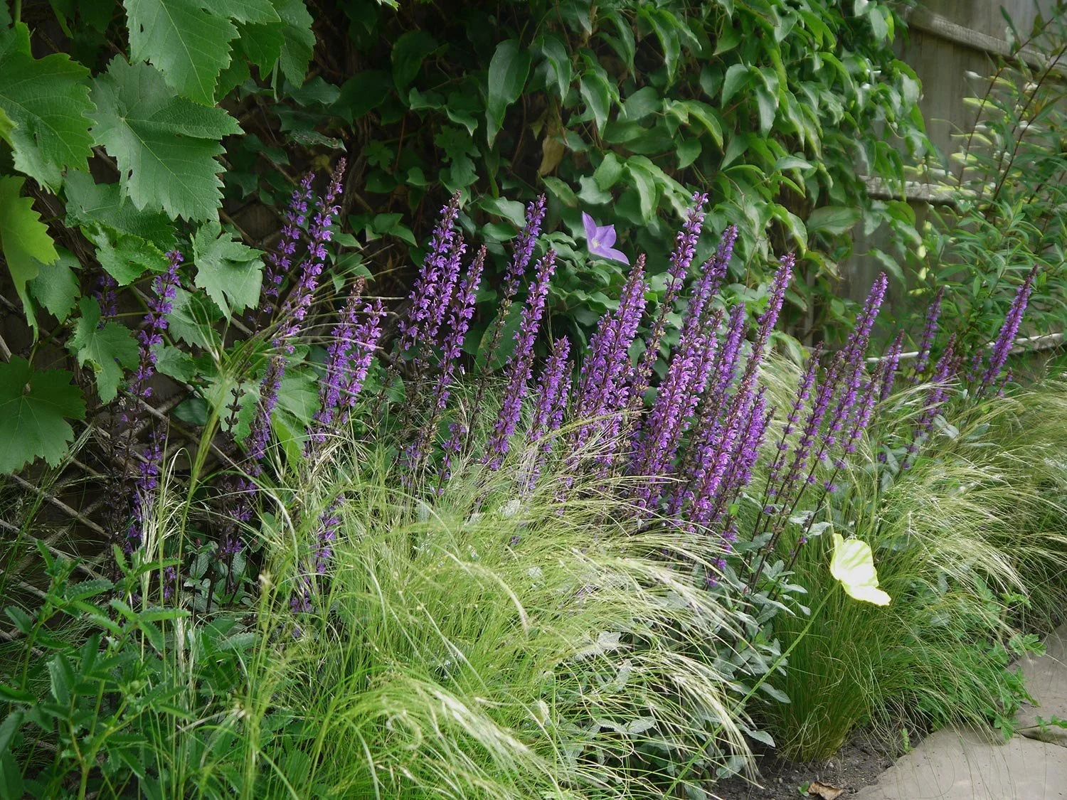 Blau blühende Salvia mit Federngras Nassella tenuissima vor einem Gartenzaun.