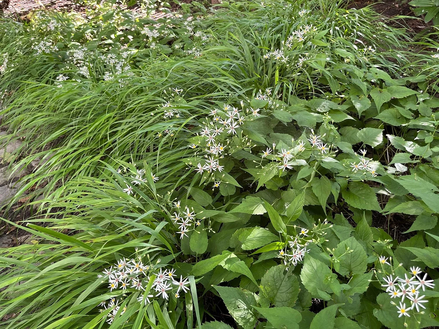 Japanisches Berggras Hakonechloa mit weißer Waldaster Aster divaricatus. 
