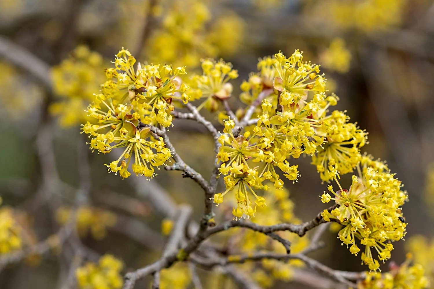Gelbe Blüte der Kornelkirsche Cornus mas im Frühling.