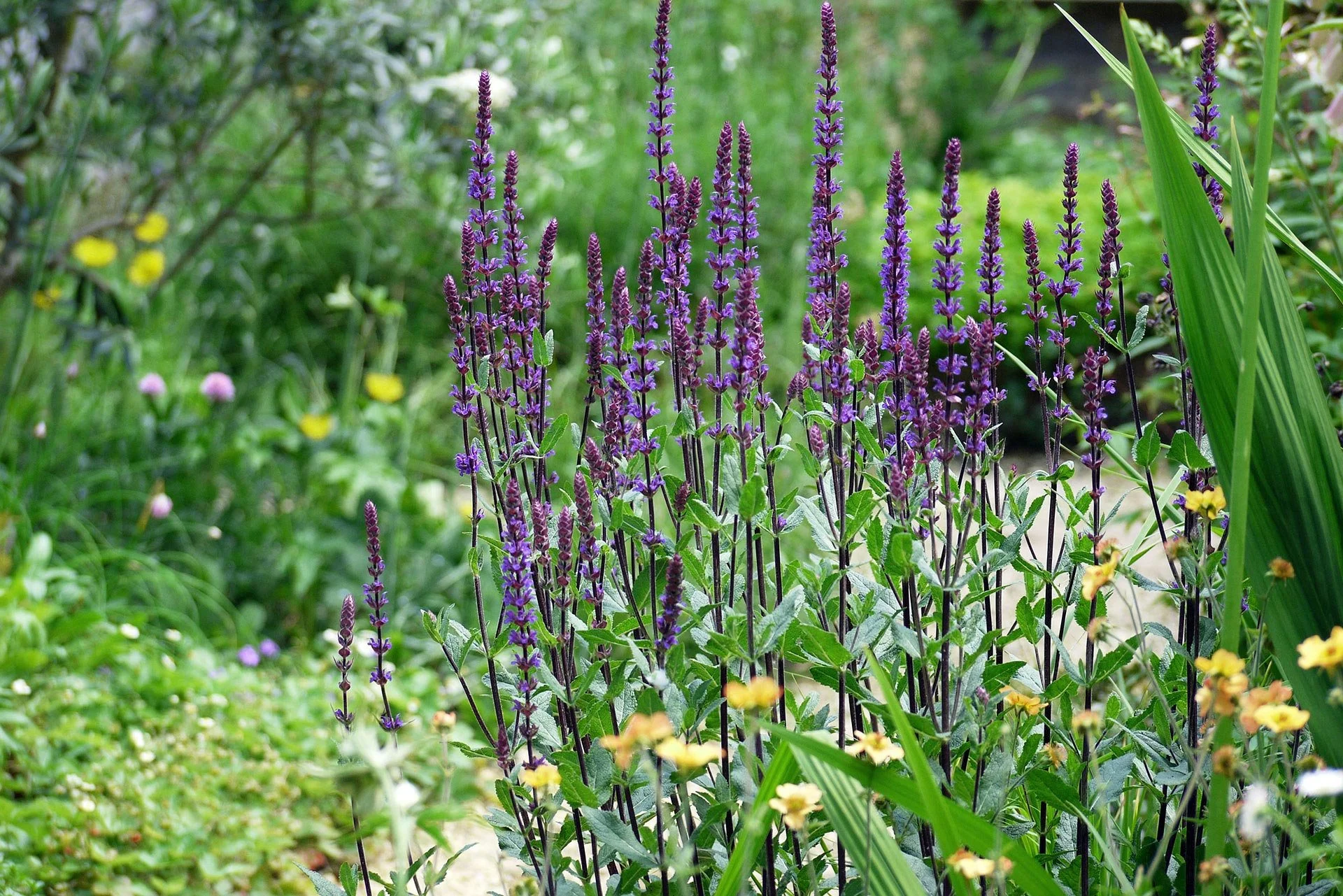 Naturnaher Garten mit Salvia, Geum und anderen Stauden.