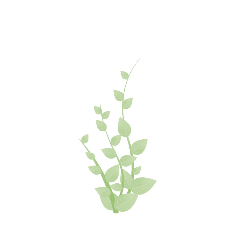 Illustration of a green leafy plant with multiple stems and leaves.