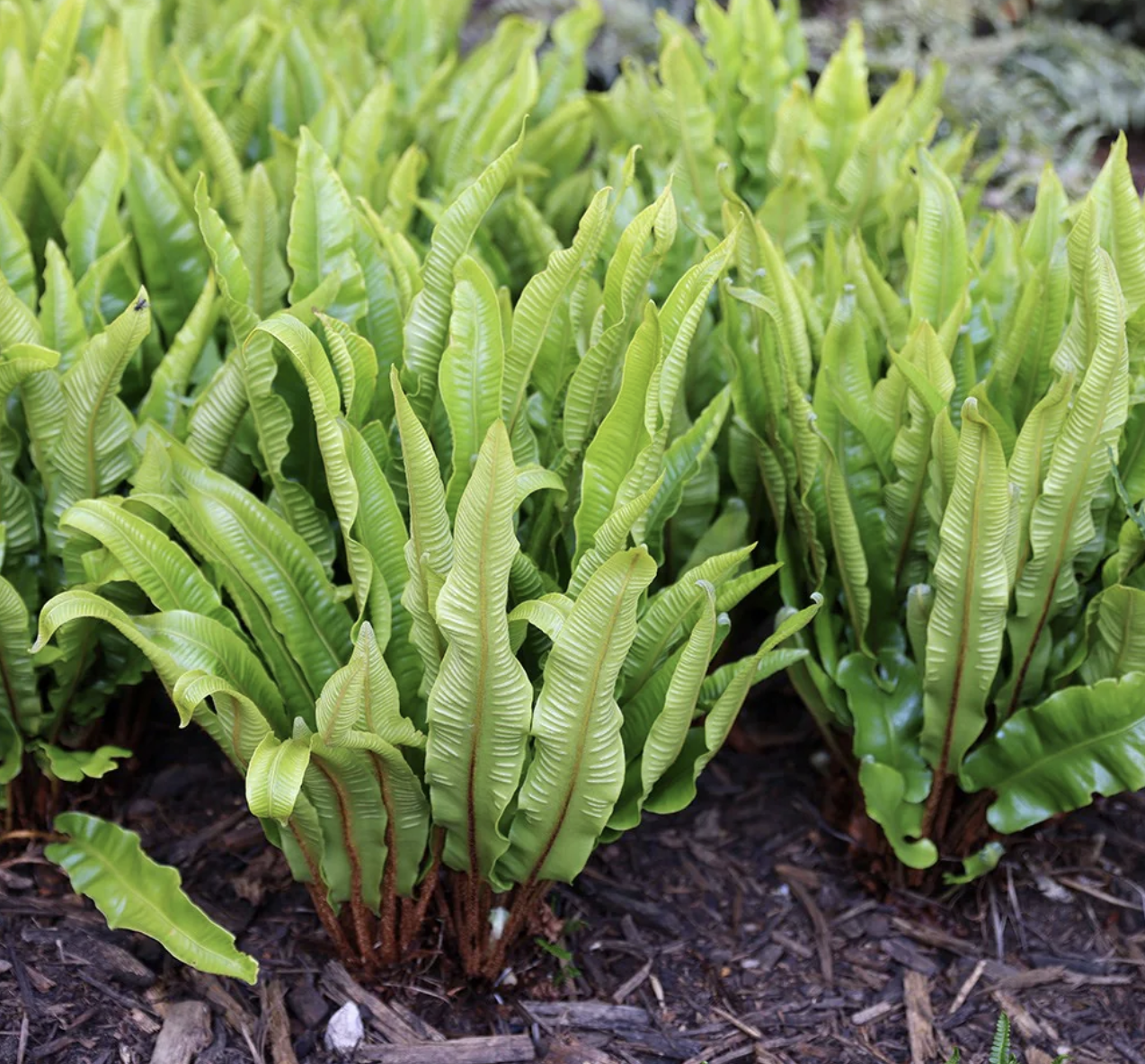 Asplenium scolopendrium