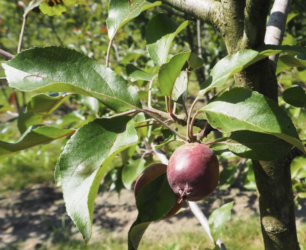 Malus 'Rote Wolke' 