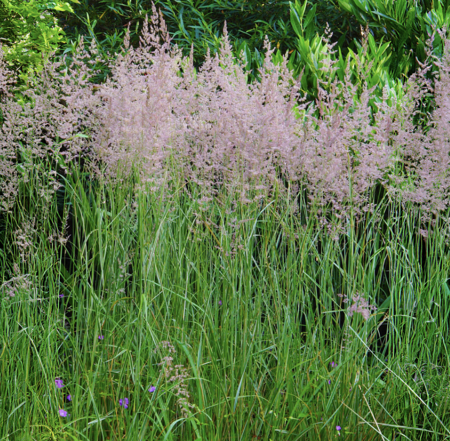 Calamagrostis 'Overdam'