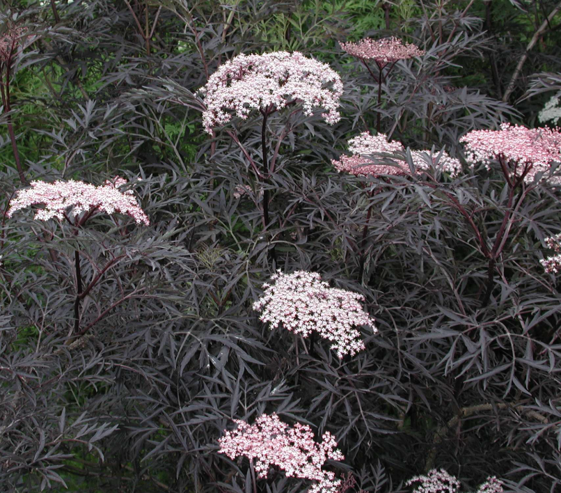 Sambucas 'Black Lace'