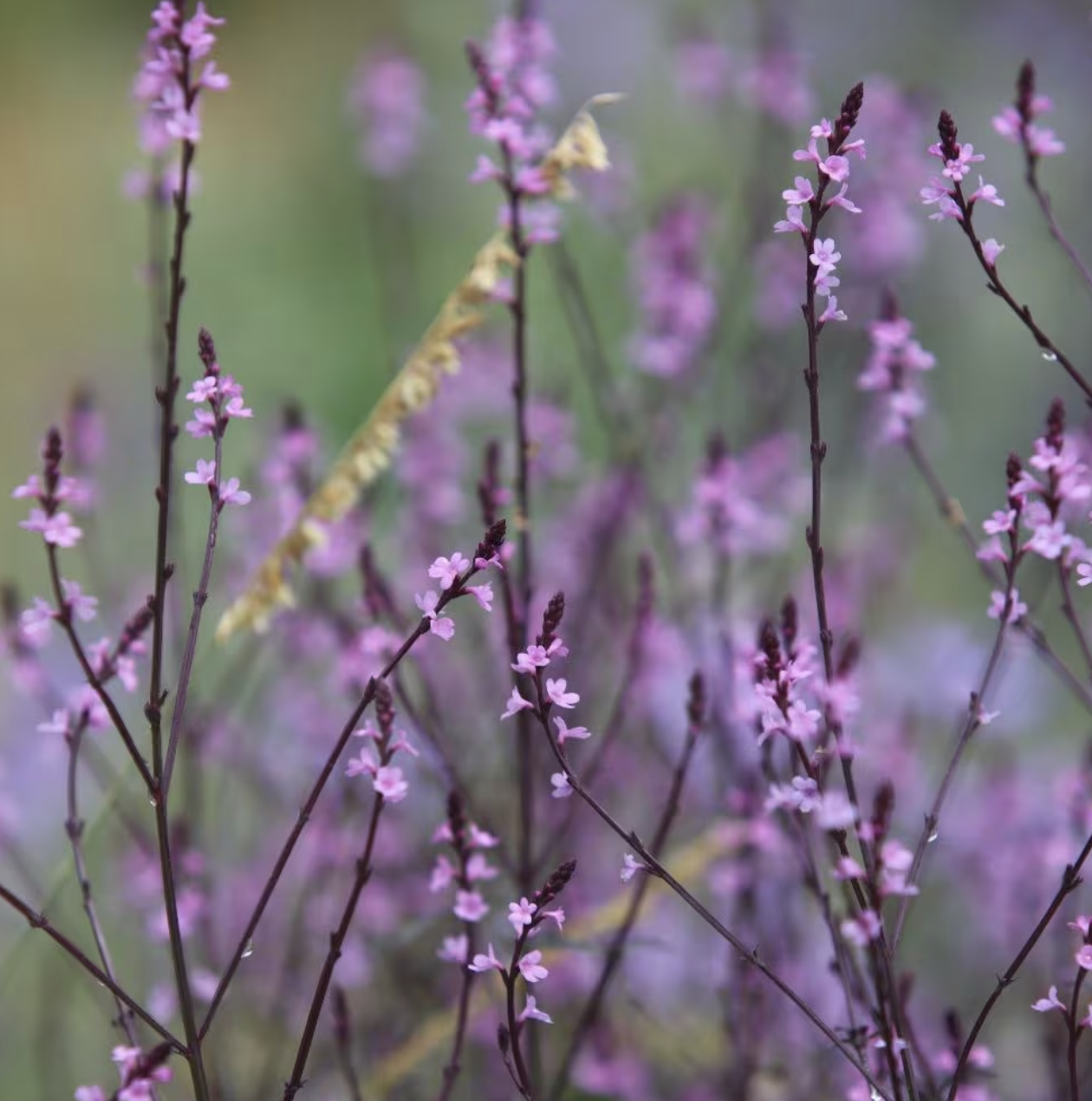 Verbena 'Bampton'