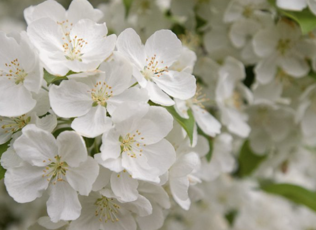 Malus 'Snowdrift'