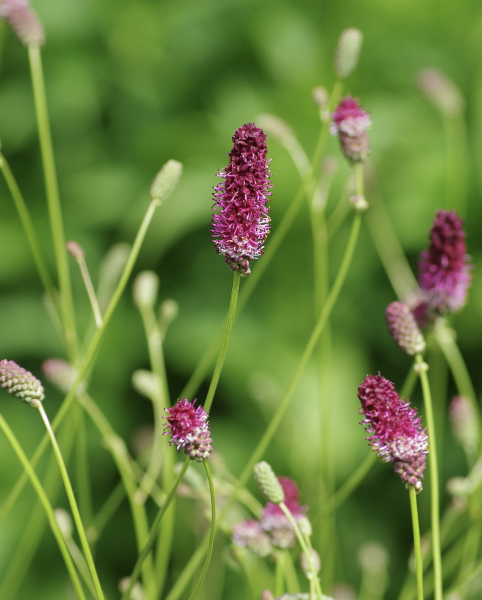 Sanguisorba officinalis