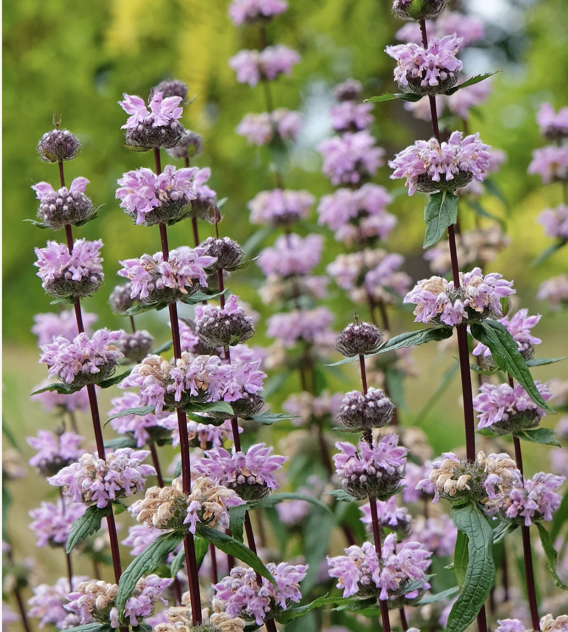 Phlomis 'Amazone'