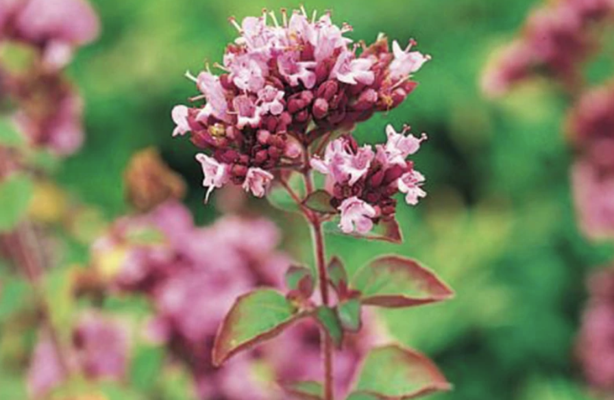 Origanum 'Rosenkuppel'