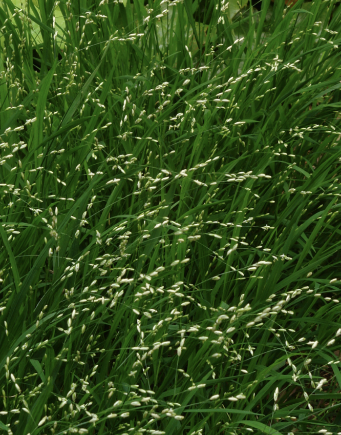 Melica uniflora 'Alba'