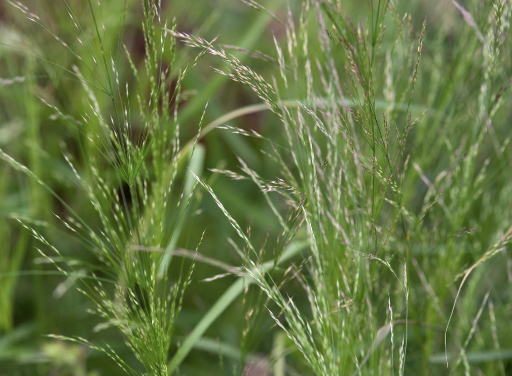 Oryzopsis miliacea