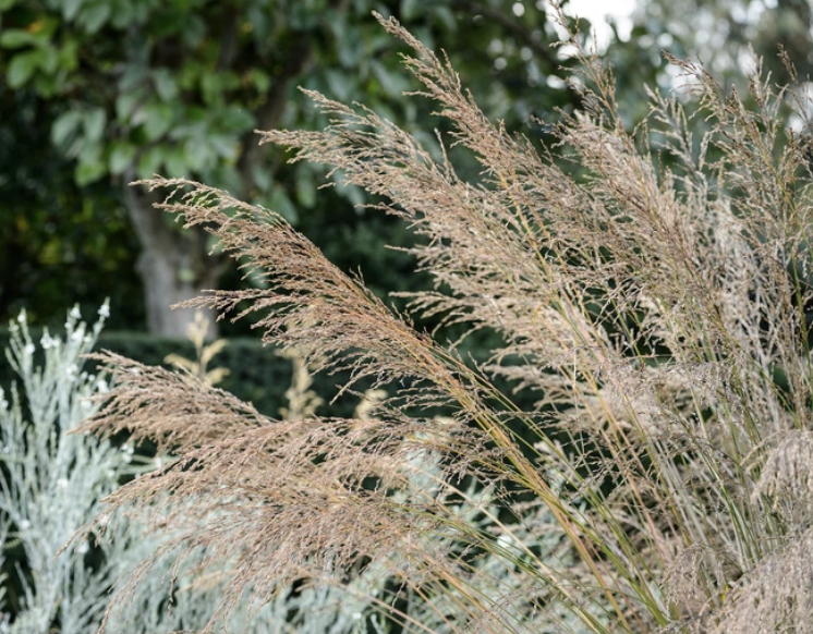 Molinia 'Transparent'