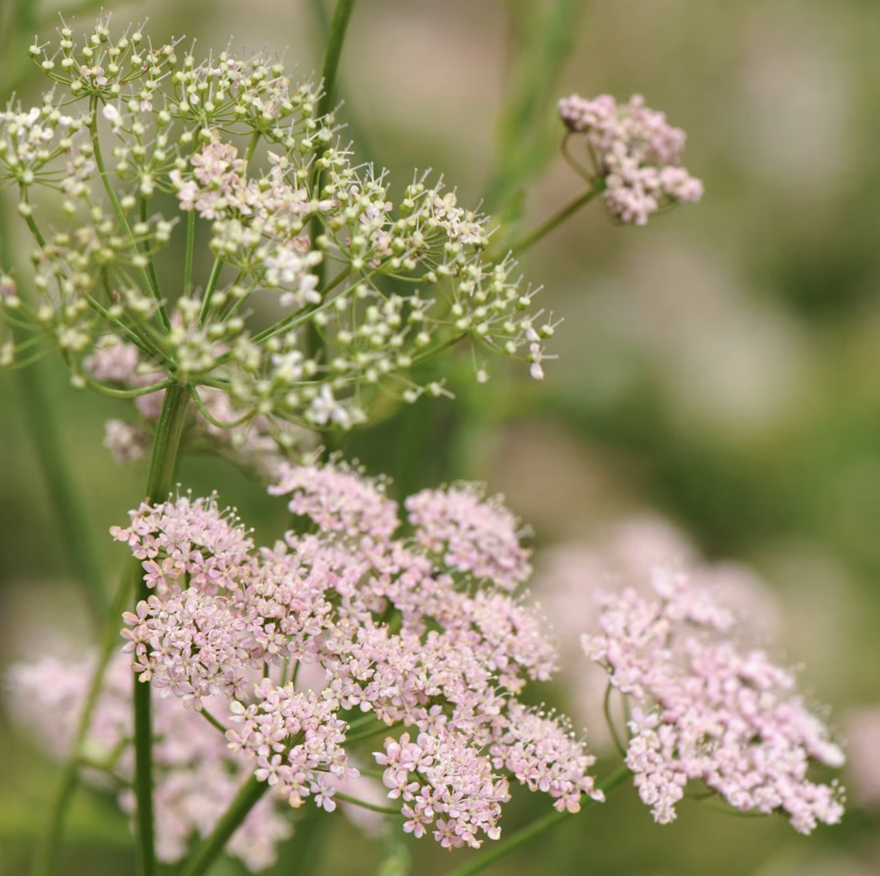 Pimpinella major 'Rosea'