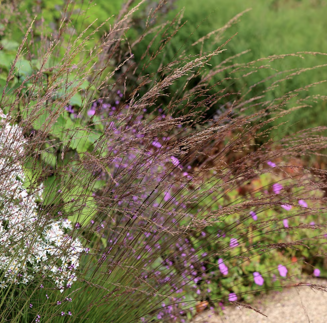 Molinia 'Edith Dudszus'