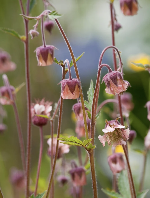 Geum 'Rivale'