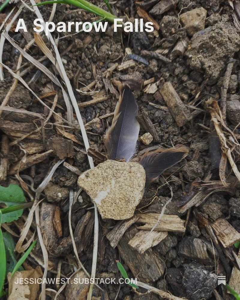 The moment wrestling with a padlock became the witnessing of avian fortunes

Link to my latest Substack below 👇

https://open.substack.com/pub/jessicawest/p/a-sparrow-falls?r=3c0cb&amp;utm_campaign=post&amp;utm_medium=web&amp;showWelcomeOnShare=true