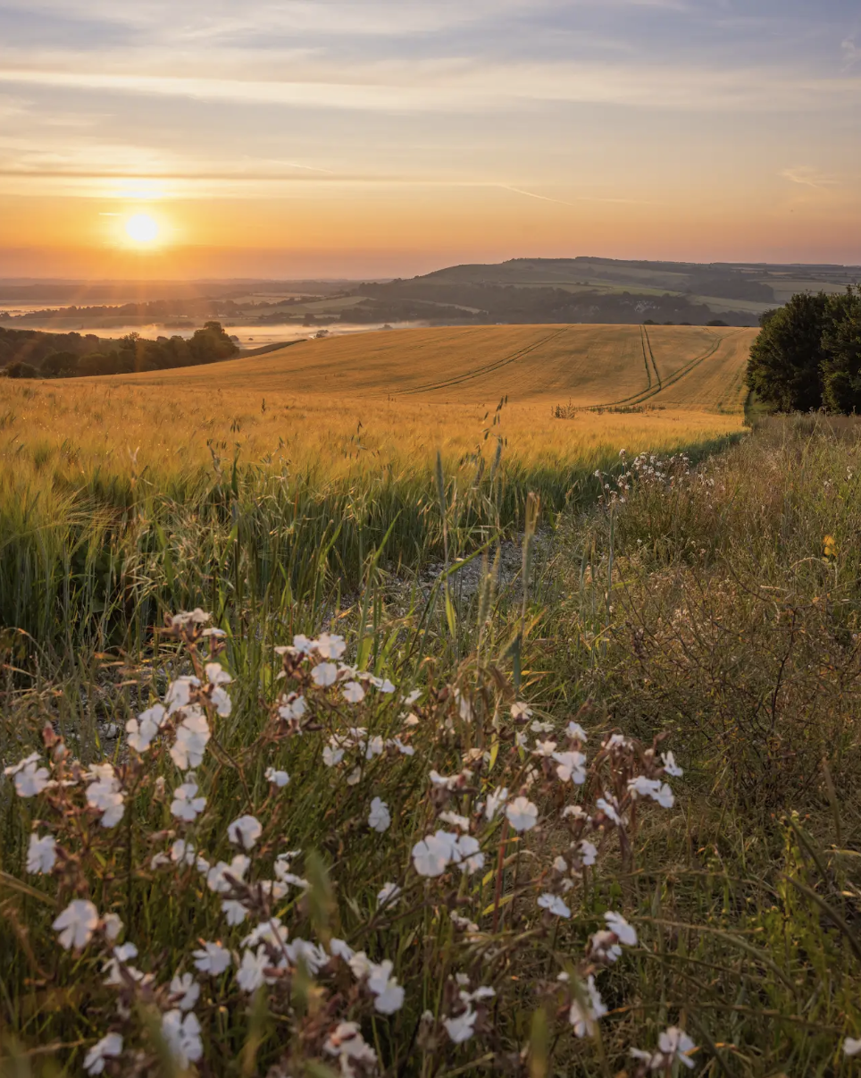 A scenic landscape of a rural farmland at sunset, featuring a field of wheat, a dirt path, distant hills, and a few white wildflowers in the foreground.