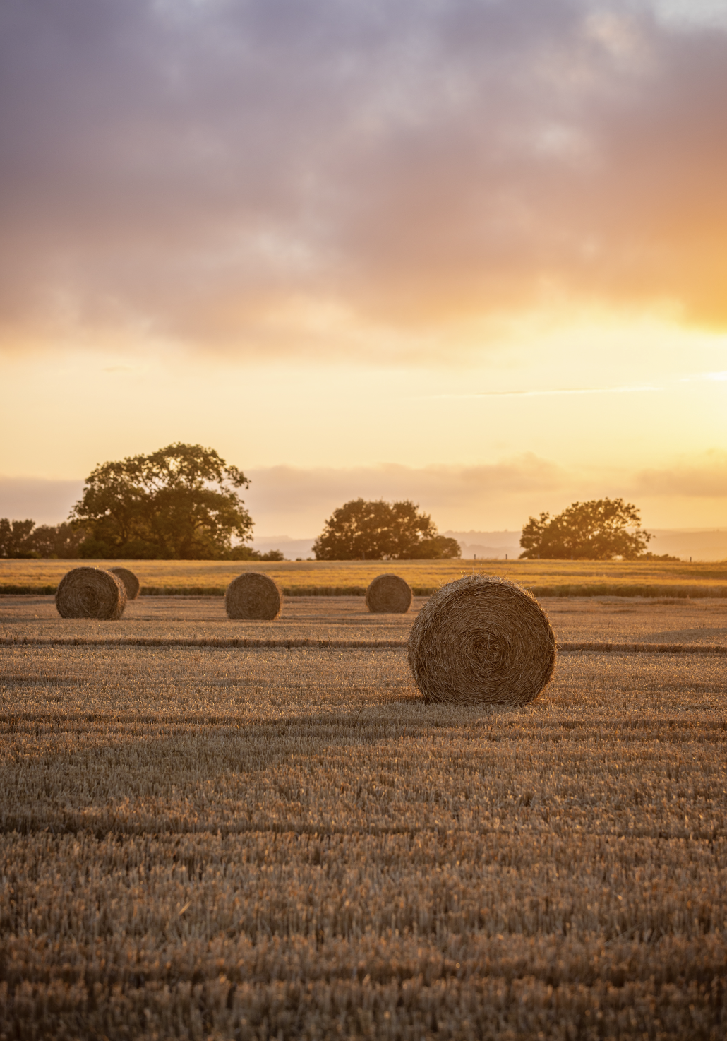 Farm field at sunset with large hay bales and trees in the distance.