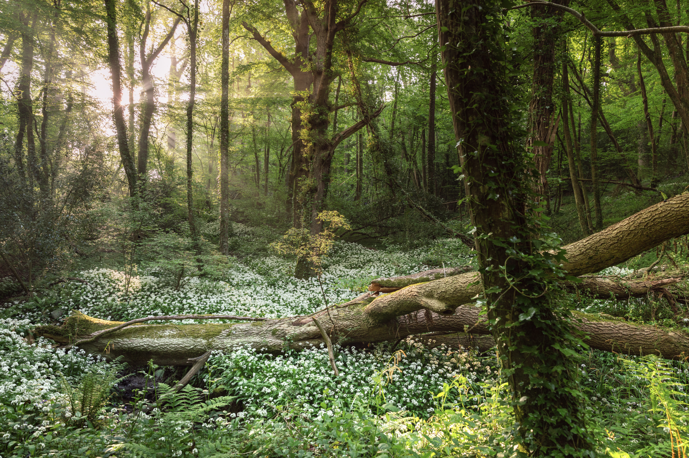 Sunlight filtering through tall trees in a lush green forest with white flowers on the forest floor and fallen logs.