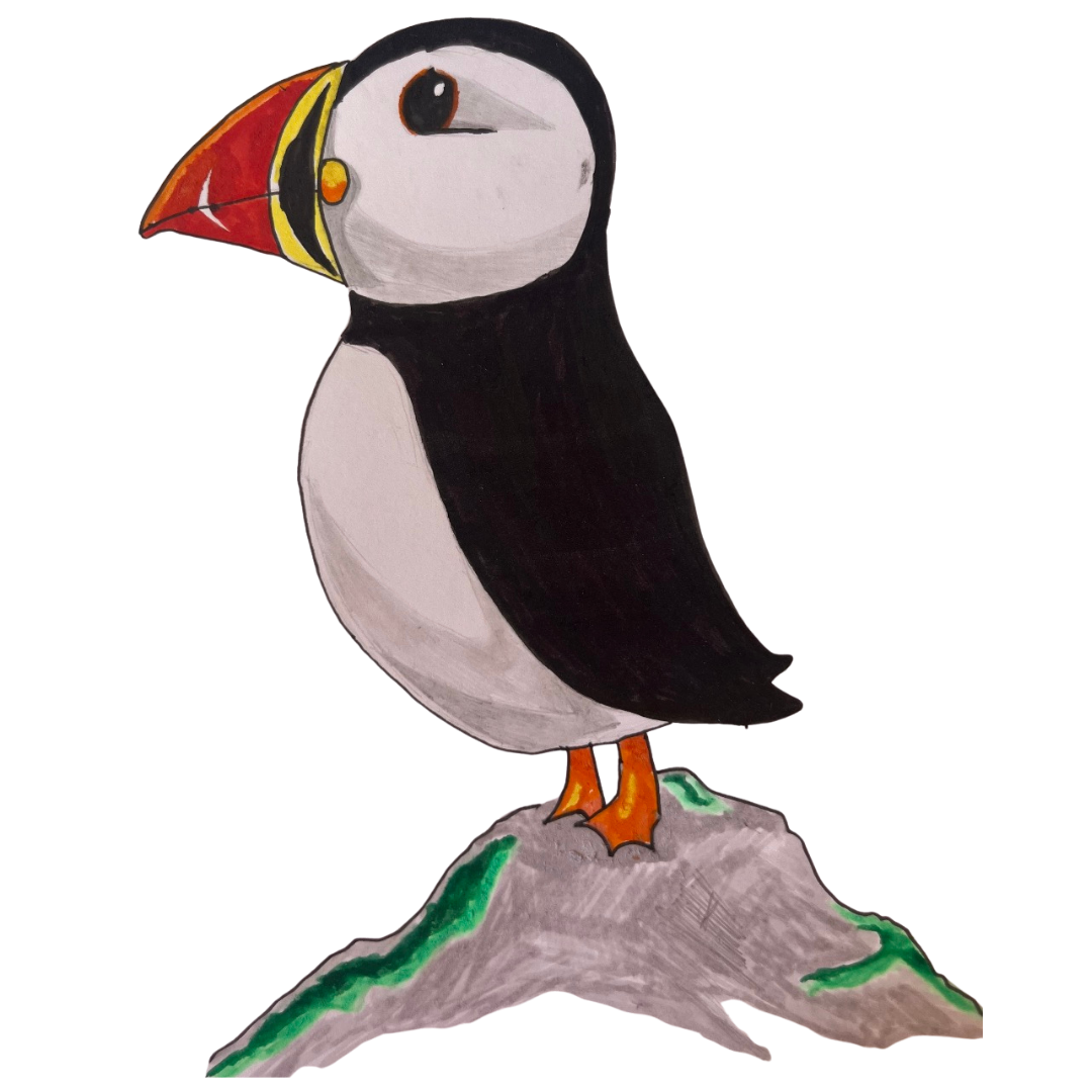 Drawing of a puffin bird standing on a rock with green moss.