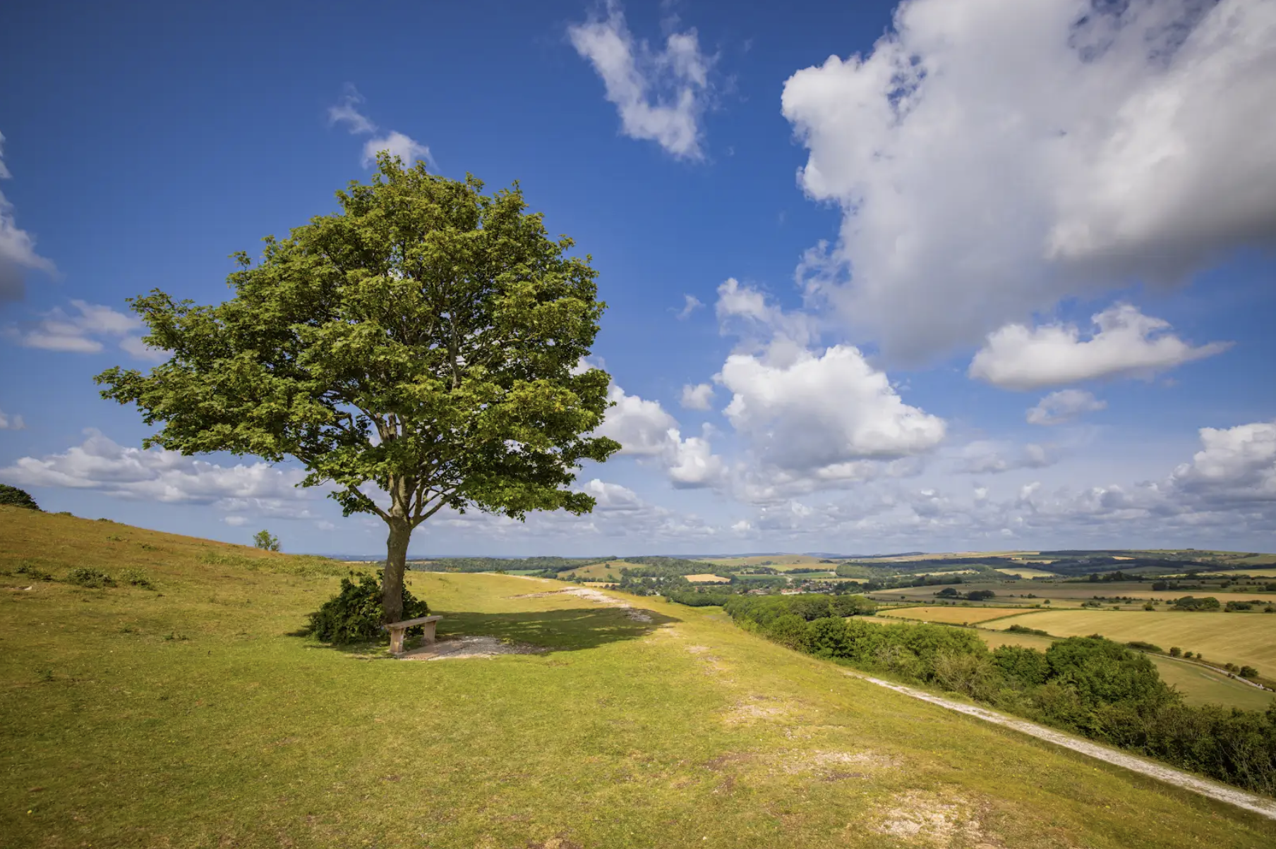 A scenic landscape with a single green-leafed tree on a grassy hill, overlooking rolling fields and farmland under a partly cloudy blue sky.