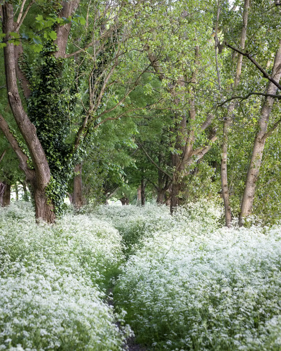 A forest pathway lined with white flowering plants, tall trees with lush green leaves, and dense foliage creating a canopy overhead.