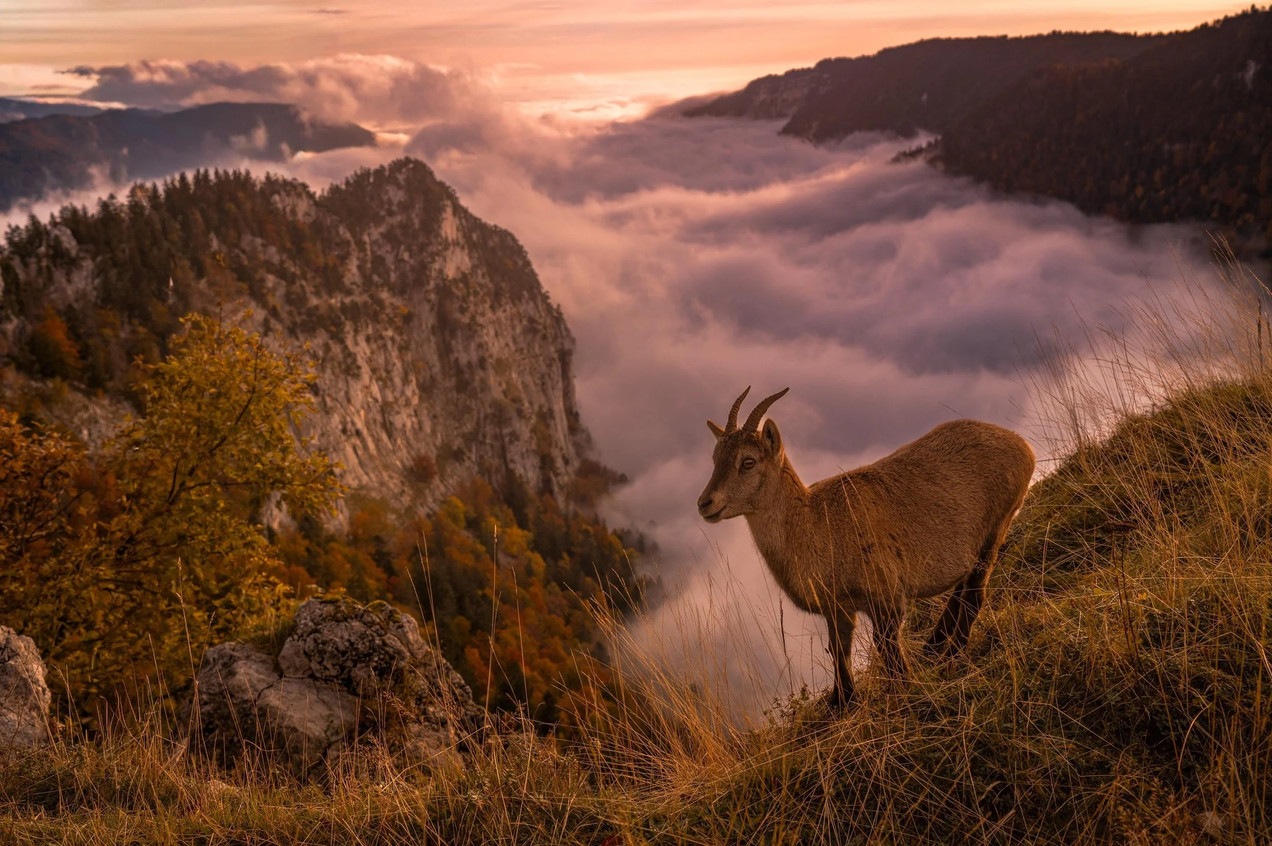 Bouquetin face à la mer