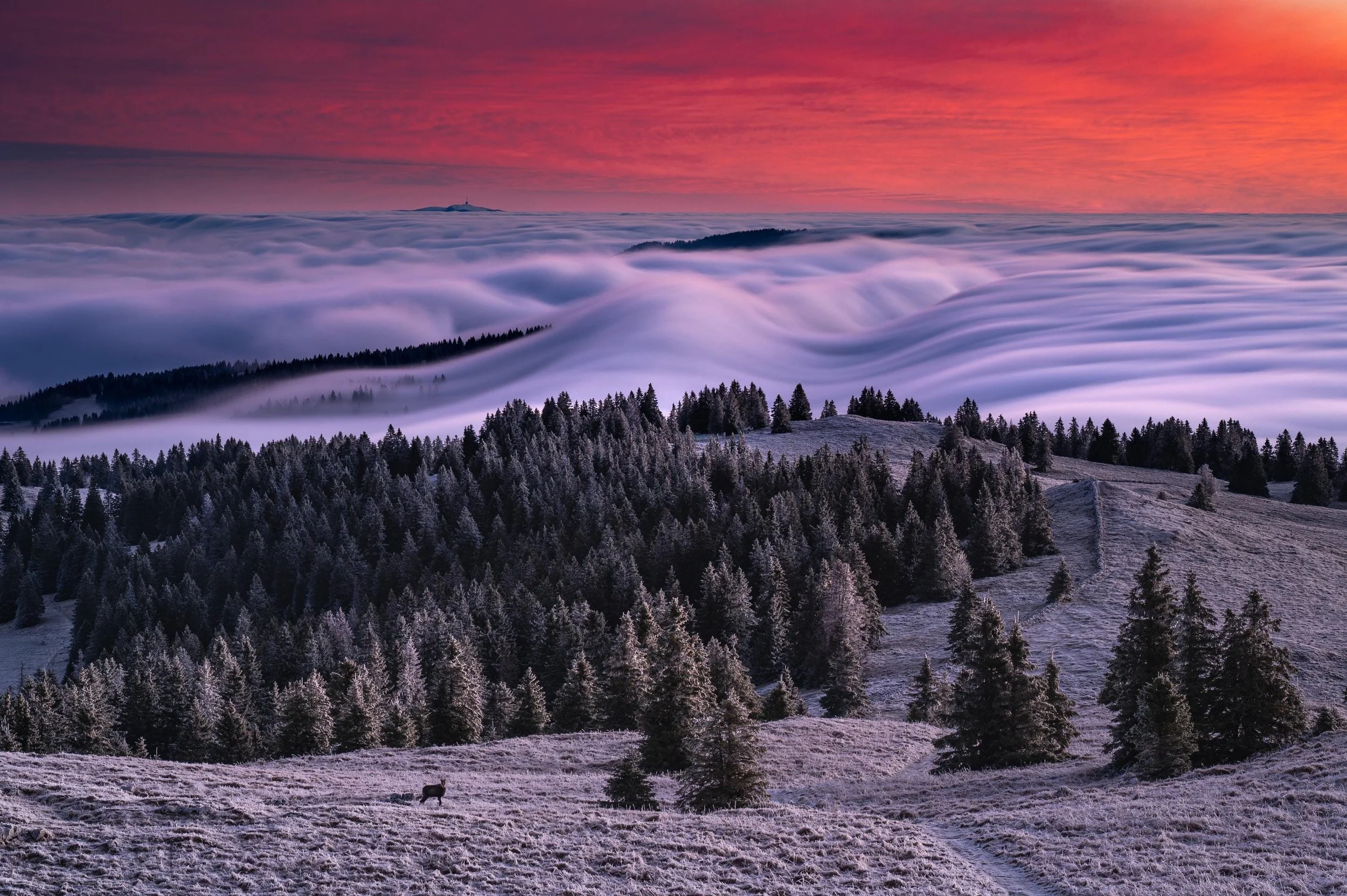 Chamois devant la vague