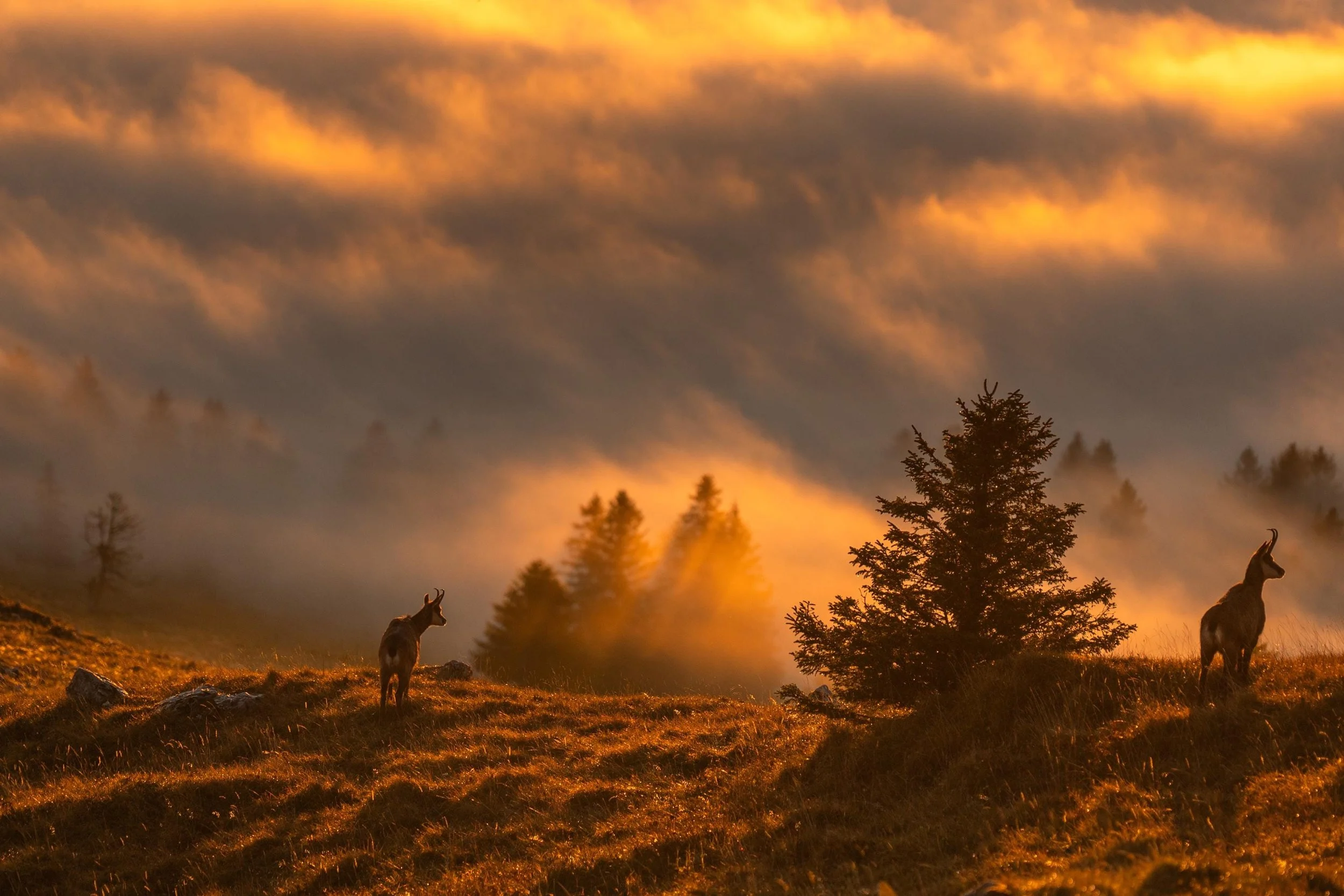 Contemplation de la lumière