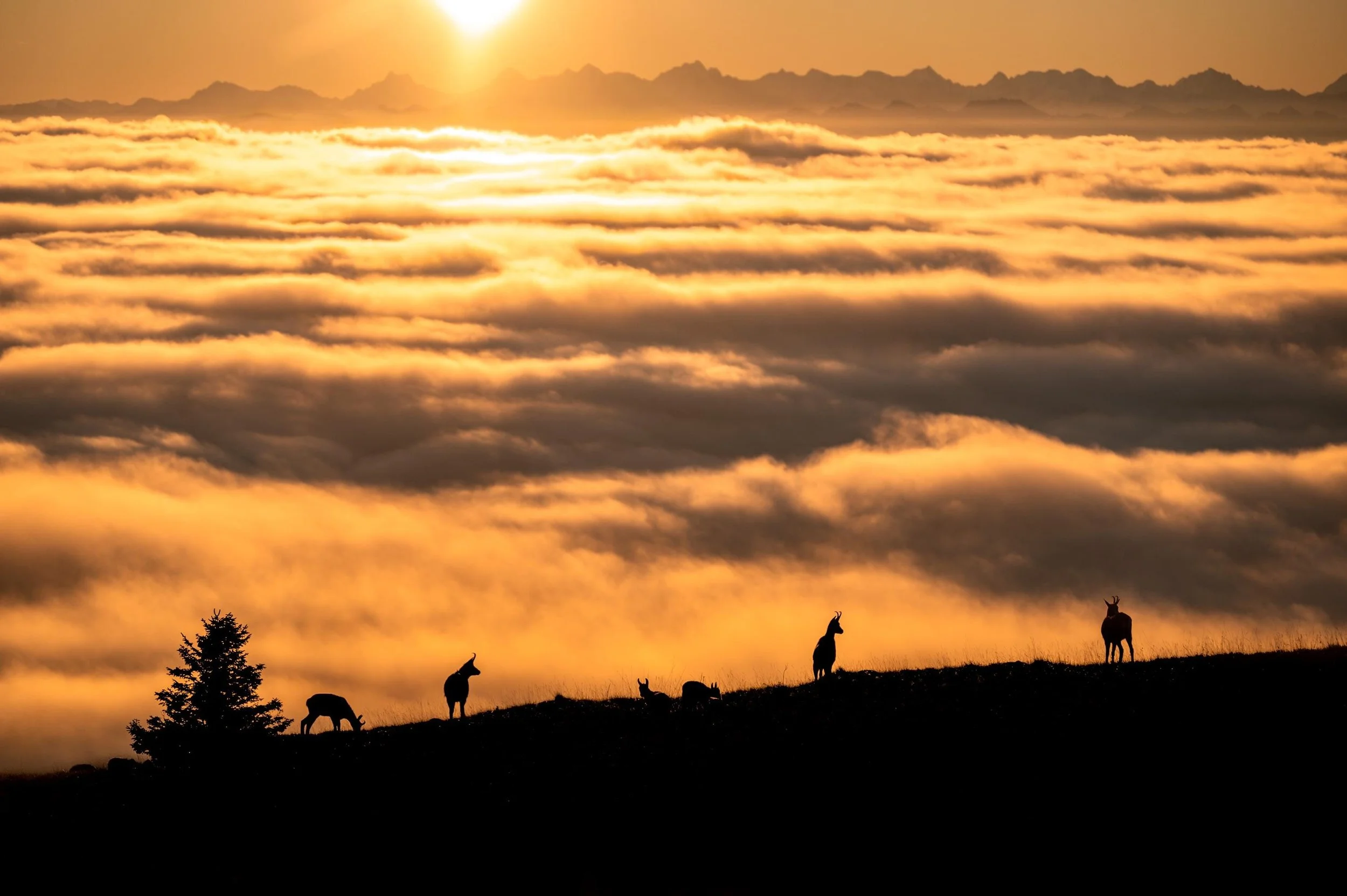 Chamois au lever de soleil