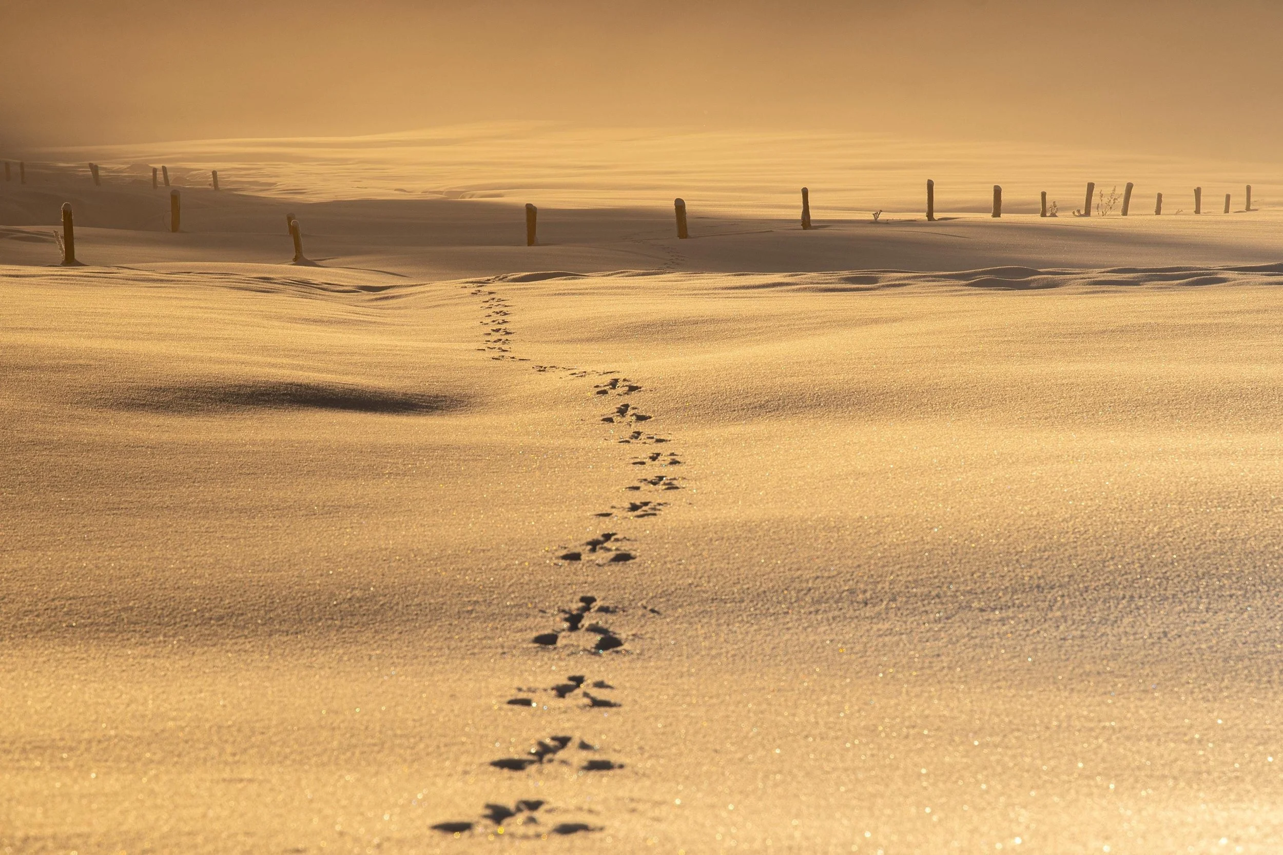 Traces dans la neige