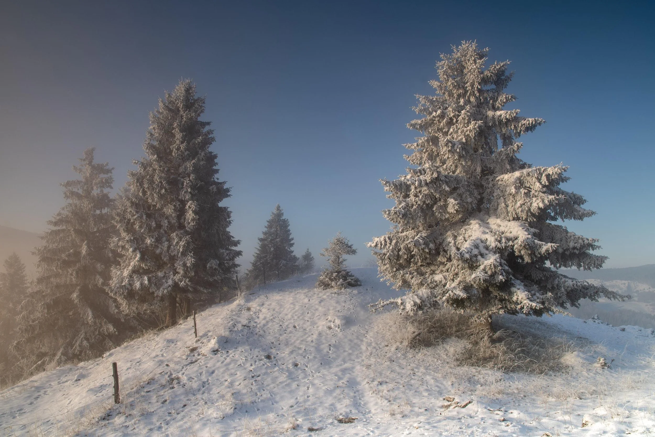 Sapins et neige