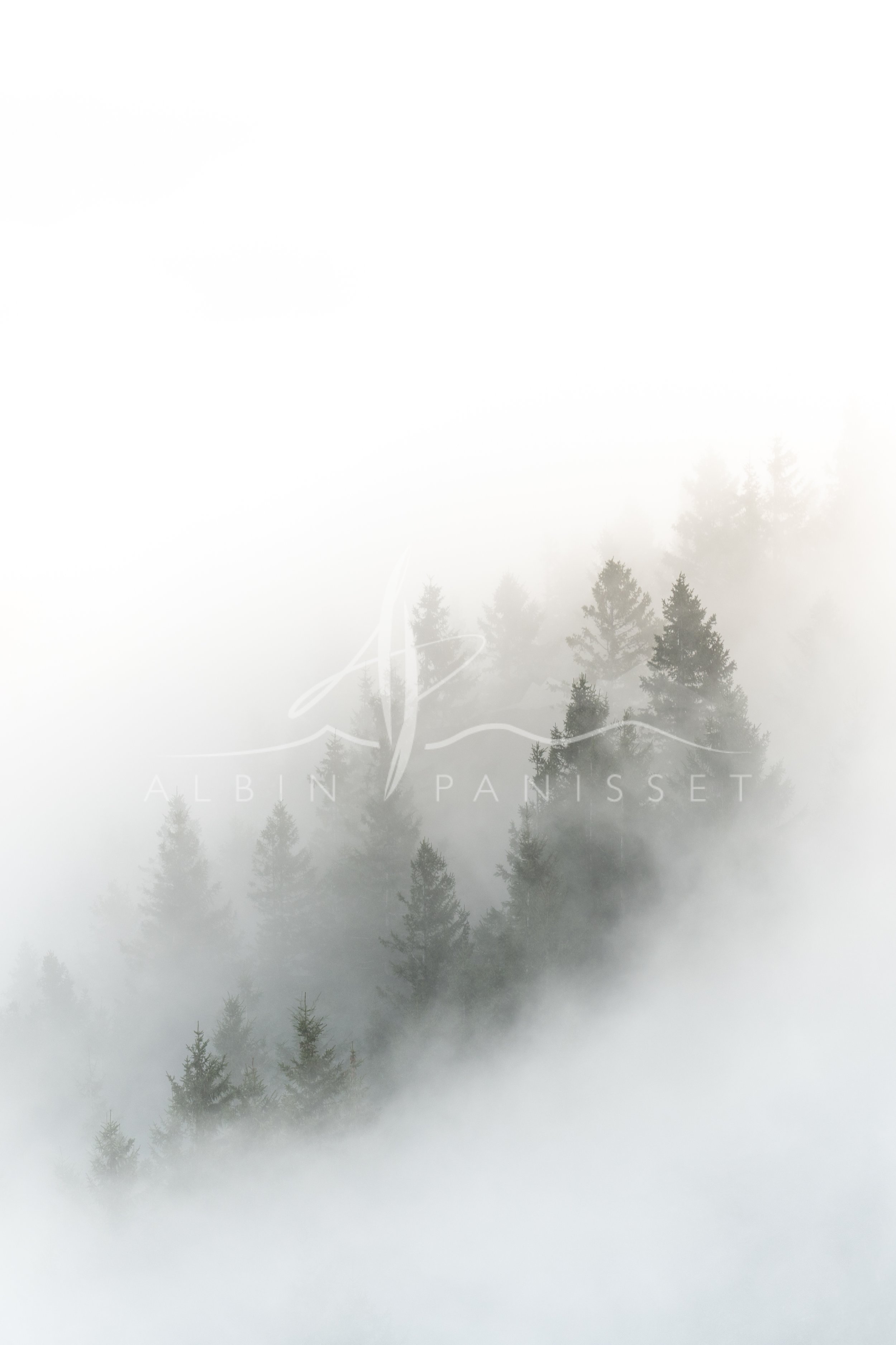 La forêt enchantée
