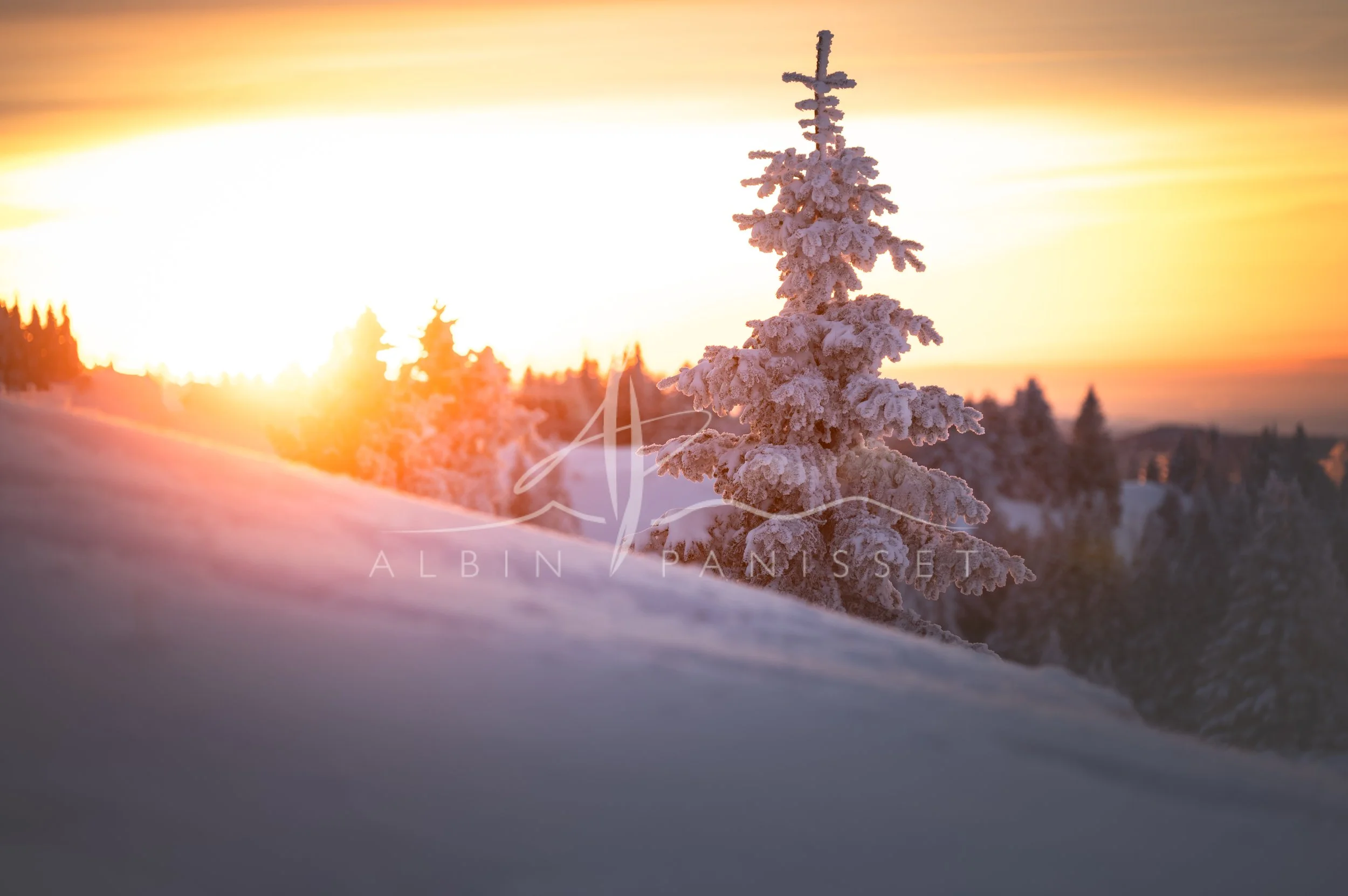 Sapin et coucher de soleil