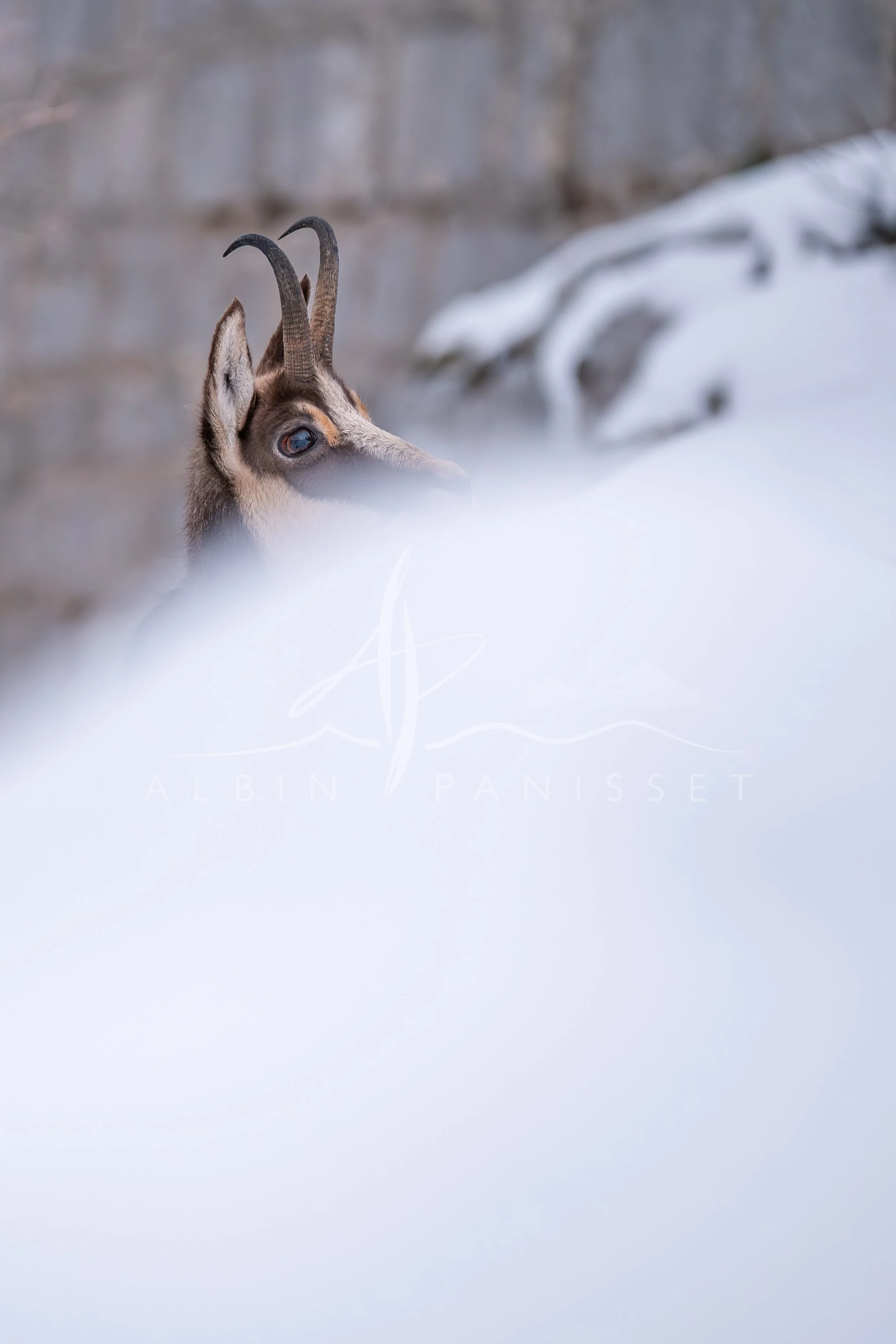 Chamois de profil