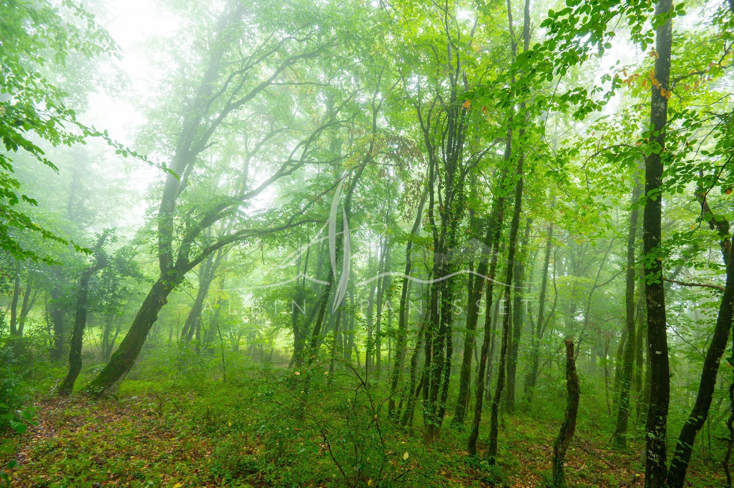 Magic forest II
