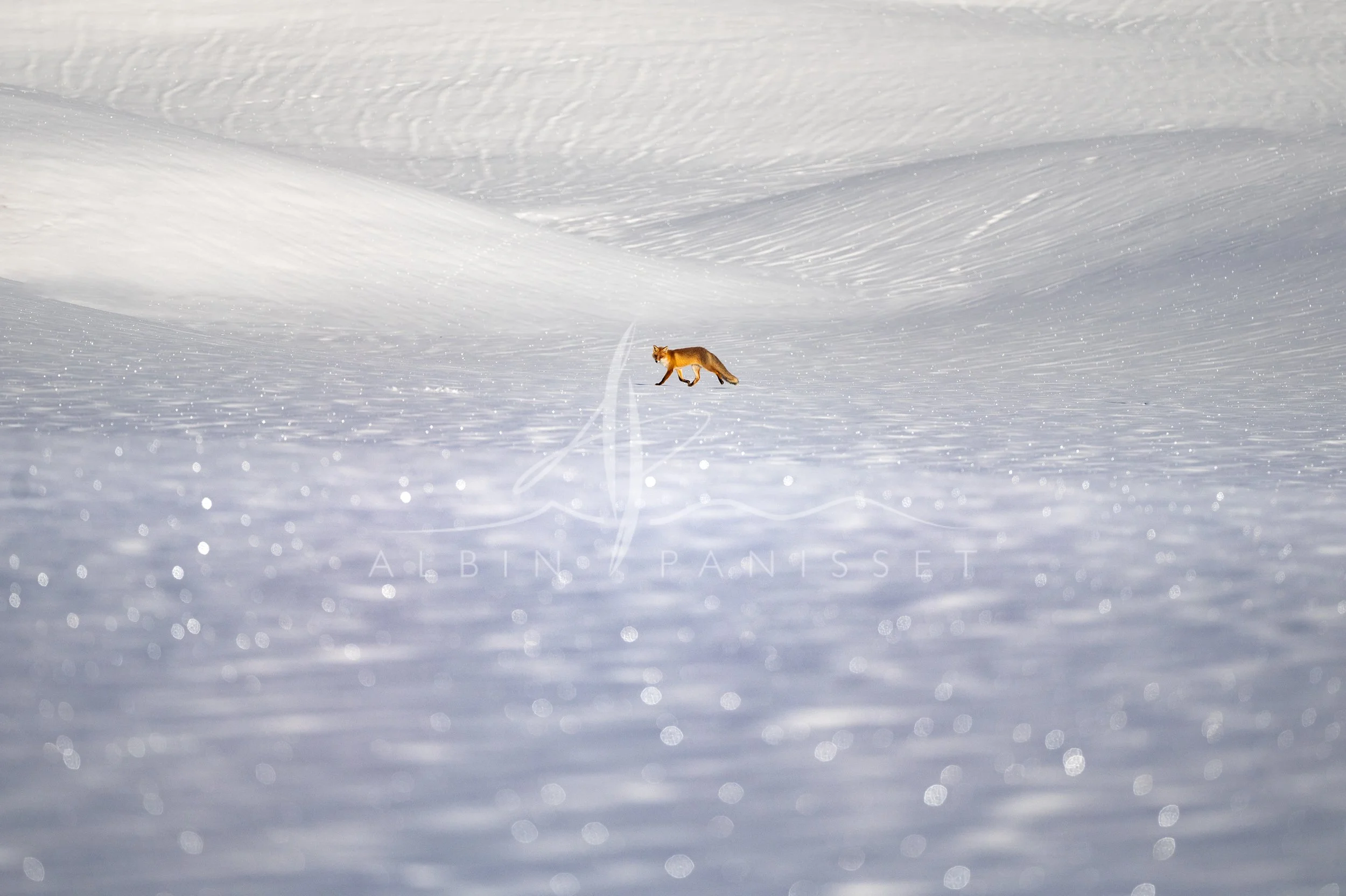 Renard en marche dans les vallons