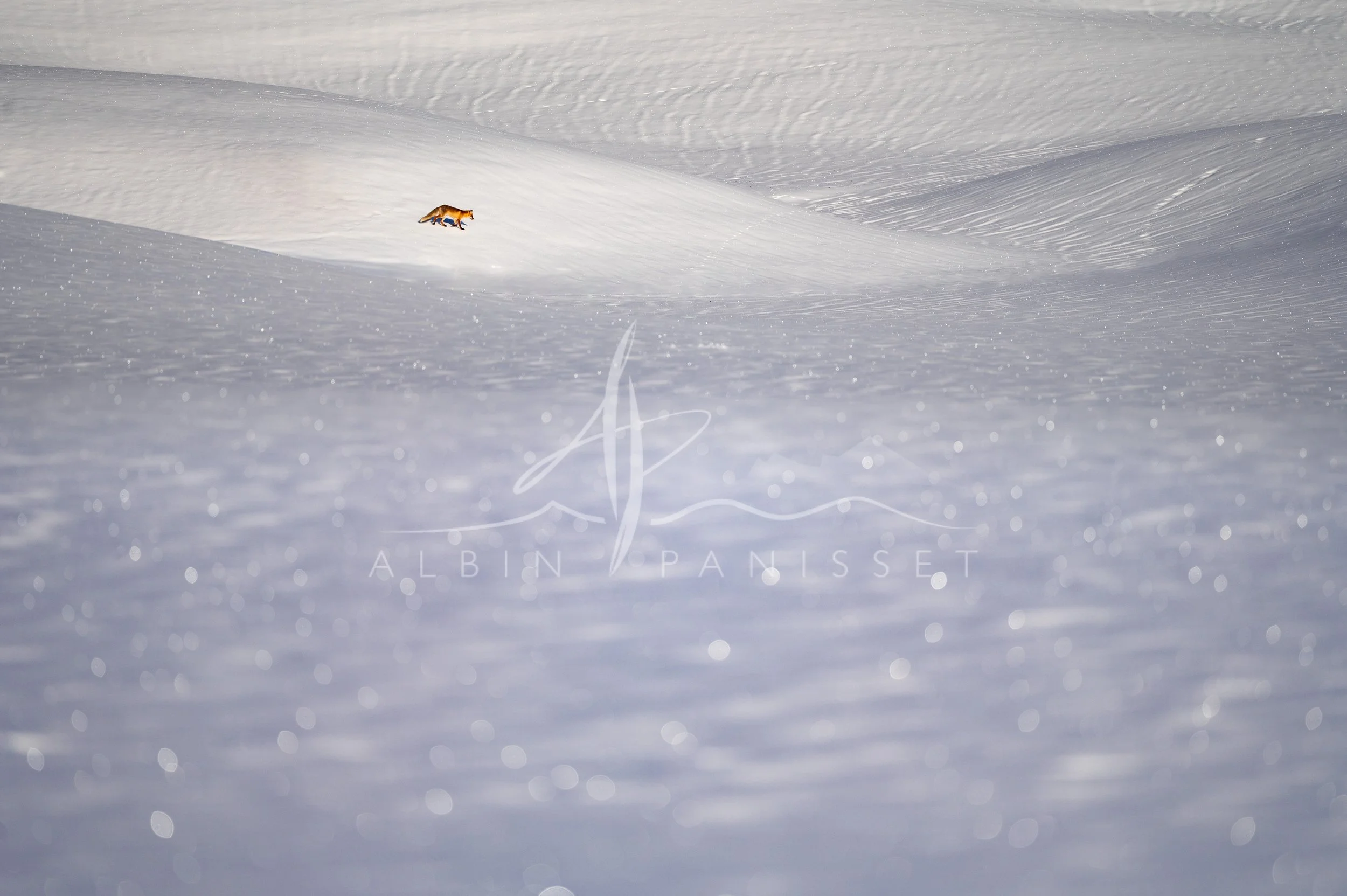 Renard au loin dans les vallons