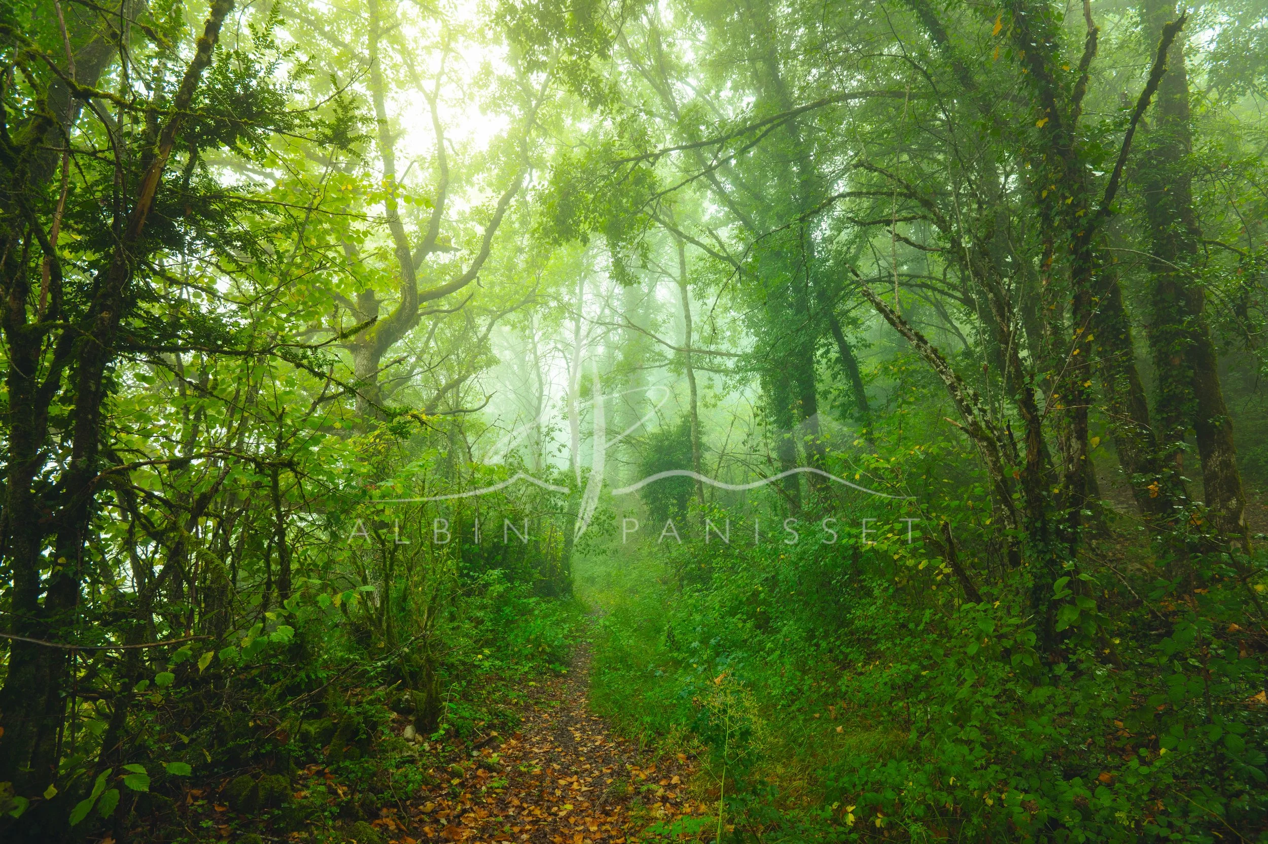Magic forest 